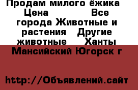 Продам милого ёжика › Цена ­ 10 000 - Все города Животные и растения » Другие животные   . Ханты-Мансийский,Югорск г.